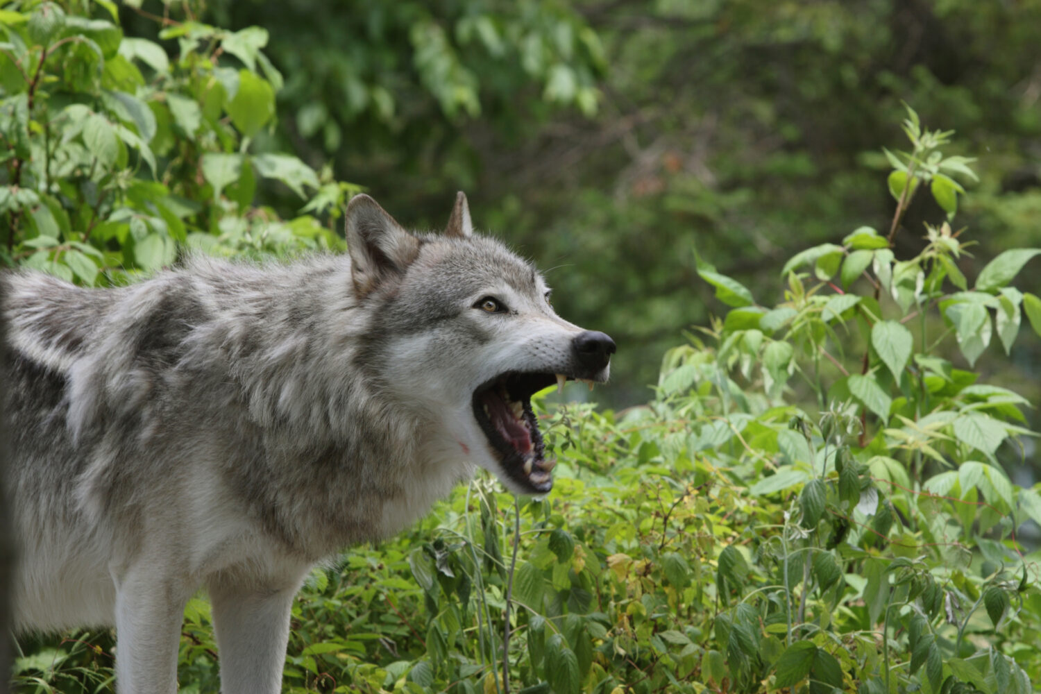 Wolf management in Wisconsin: Listening session and public comment opportunities