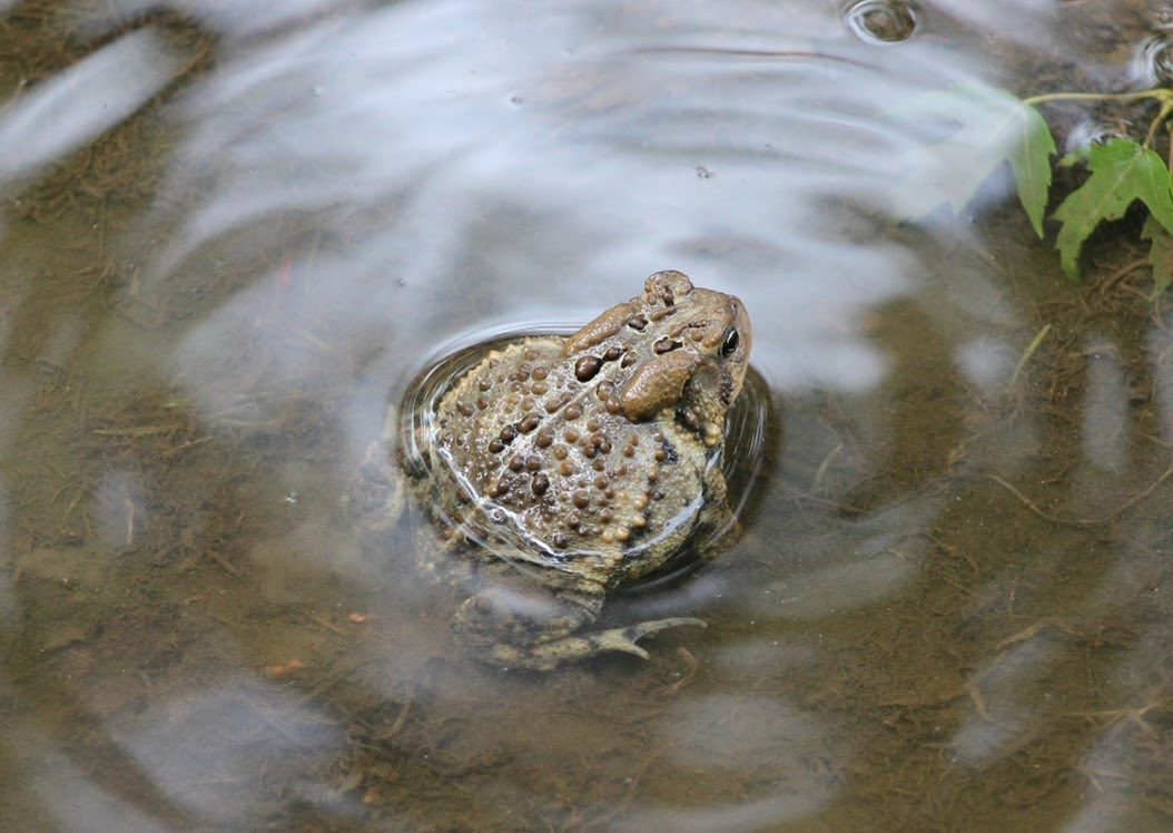 DNR asks public for help with frog and toad calling surveys