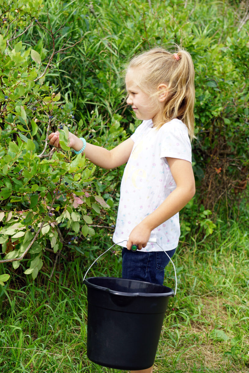 Blueberry picking time