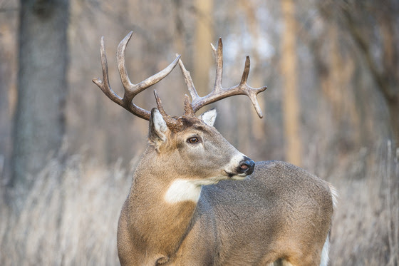 2023 deer hunting season update