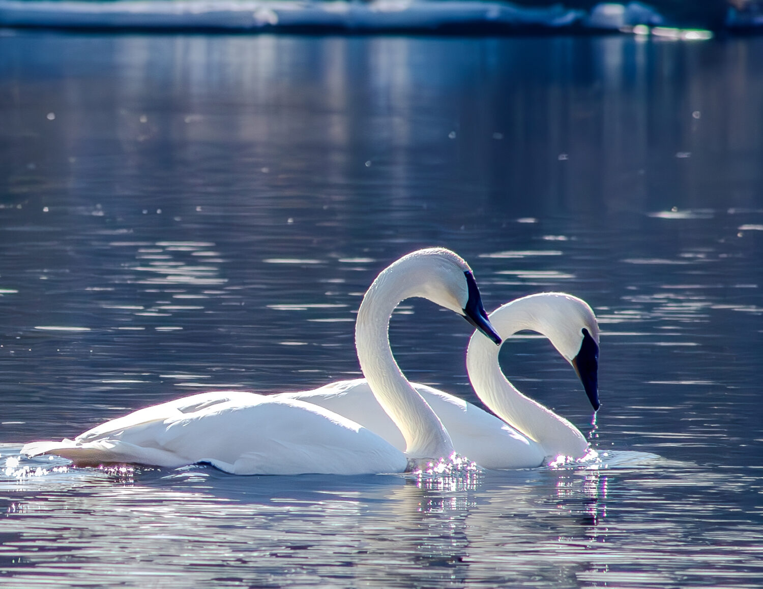 Trumpeter swans in Merrill