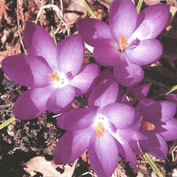 “Very cool and rare plants of the Northwoods” presentation is Tuesday evening
