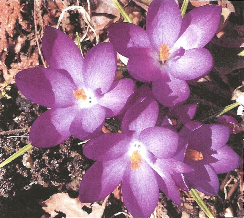 “Very cool and rare plants of the Northwoods” presentation is Tuesday evening - Merrill Foto News