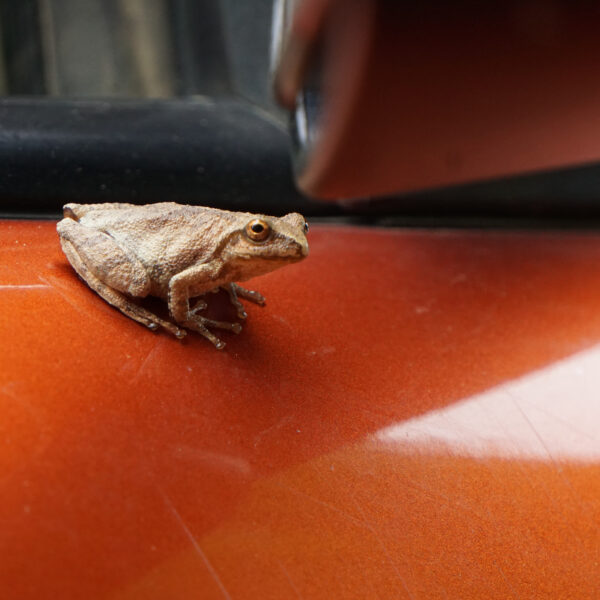 Tree frog hitches a ride with the USPS